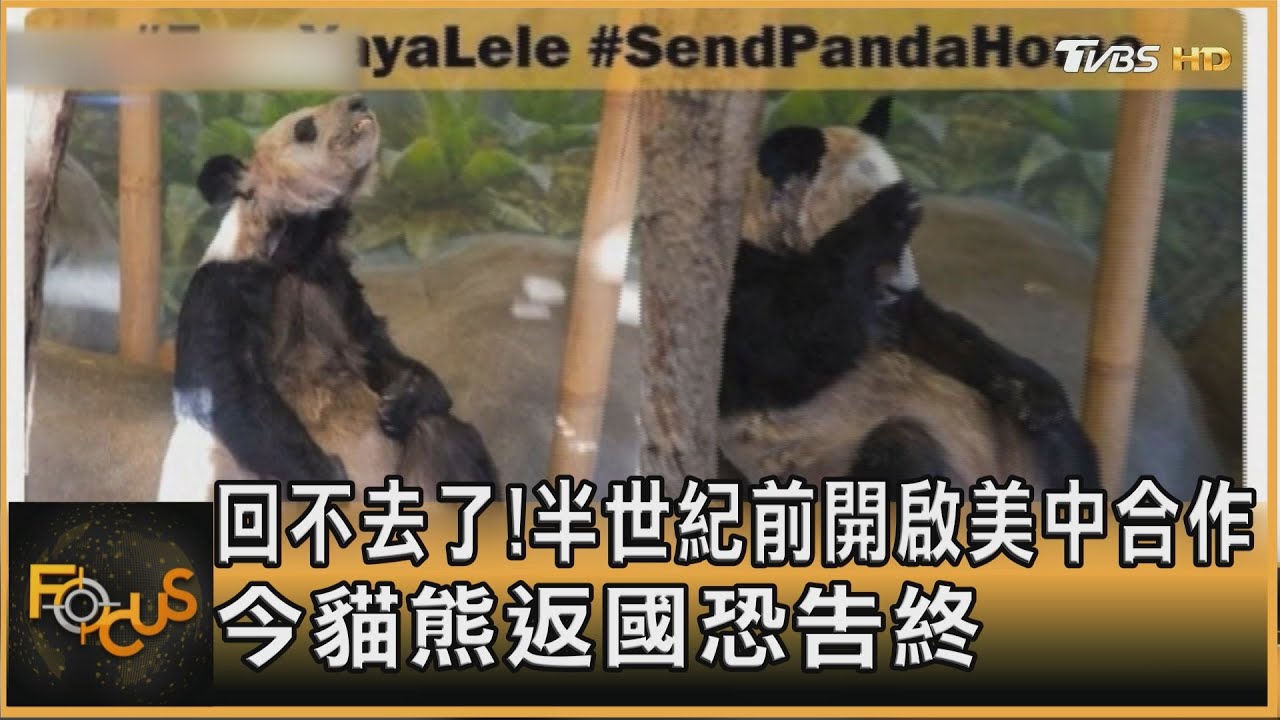 回不去了！半世紀前開啟美中合作　今貓熊返國恐告終