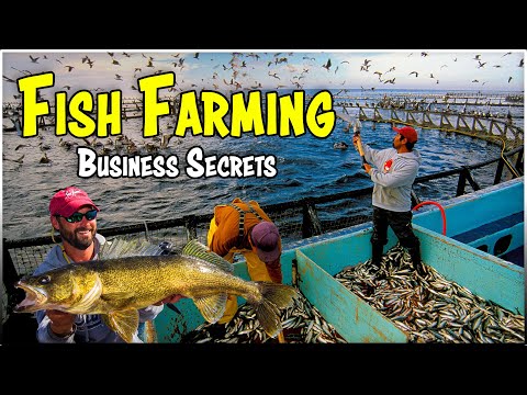 Master the Art of Fish Farming: The Complete Guide to Aquaculture Business 🐟🌿