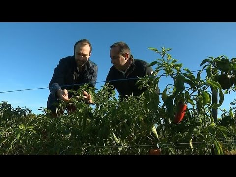 France's Basque Country: A land of chefs • FRANCE 24 English
