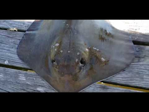 10 pound Stingray on the pier