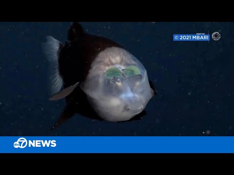 モントレーベイ水族館の研究者が、珍しい深海バレルアイ魚との遭遇体験を語る