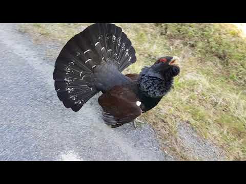 Tjädertupp på Vålådalsvägen