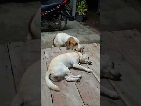 บ๊อบบี้&เฮงเฮง #love