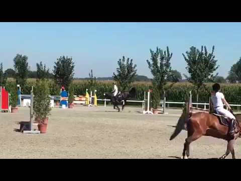 Springpferdeprüfung Kl. L Reitanlage Eberl Zillhofen