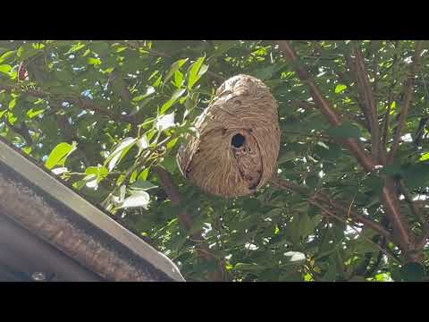 Hornets Almost Ruin Family BBQ in Pennington, NJ