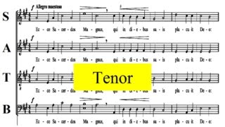 Ecce Sacerdos Magnus - Stadler - Tenor