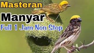 Download lagu Masteran Manyar [Full 1 Jam Non Stop]‼️@rmbfchannel mp3