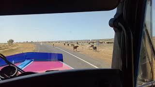 preview picture of video 'Winton Queensland Australia cow traffic.'