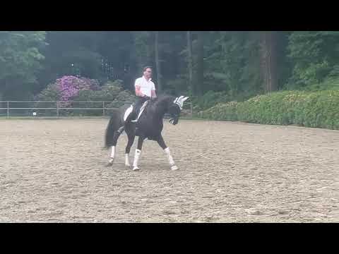 For sale - 11yo gelding - El Capone x Metal - 168 cm