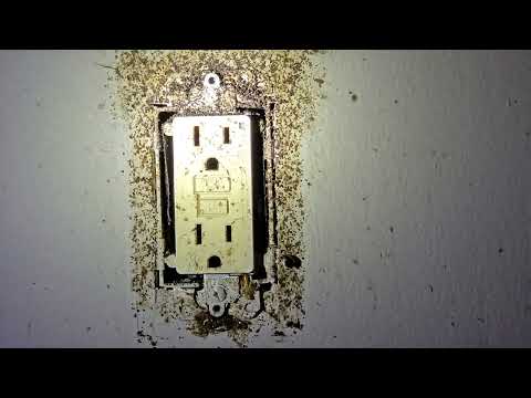 Cockroach Droppings & Egg Capsules Found in the Kitchen in New Brunswick, NJ