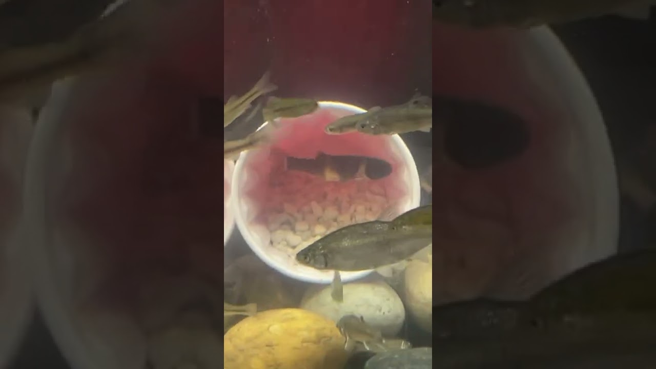 Male Minnows ready to Spawn #Minnow #shorts