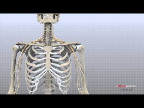 Cervical Spine Anatomy (eOrthopod)