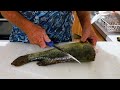 Catch and cook Murray cod