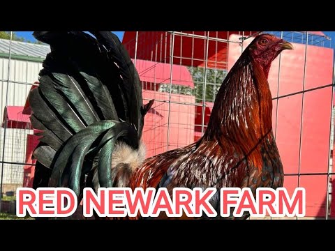 Penny Hatch Joe Goode Grey Asil - Red Newark Farm Beautiful Chicken
