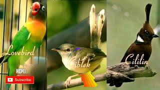 Download lagu Masteran Best Kompilasi Suara Burung Lovebird, Ciblek dan Cililin mp3