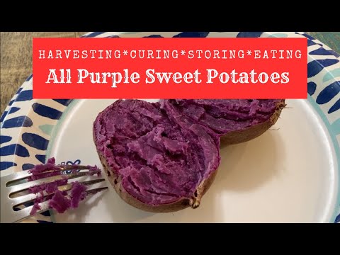 All Purple Sweet Potato: Harvesting, Curing, Storing, Eating