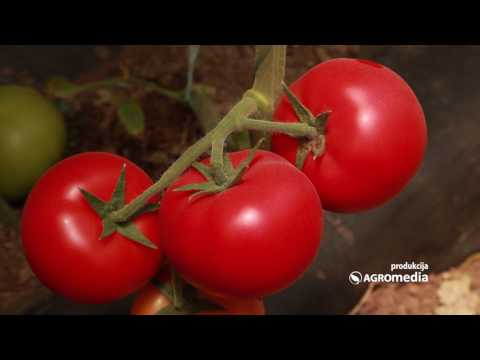, title : 'Ovo su najpopularniji hibridi paradajza u leskovačkom selu Vinarce'