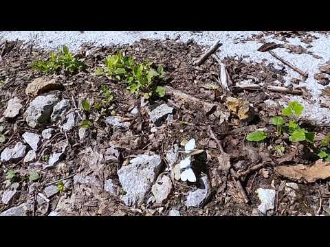 Fântâna Mare. Tulcea.