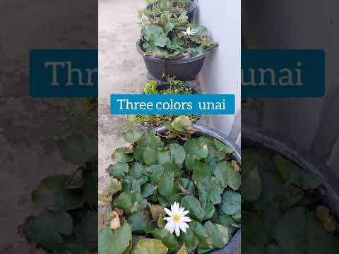 #Daily  blooming #✨️ 💓 water lily's # Three colors  Available  for sale #