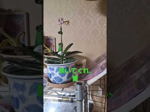 庭で育てやすい芳香植物と薬用植物はどれですか 含有量 鉄 ビタミン C K カリウム