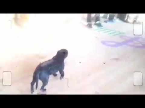 dj Shirokov - MC 2014