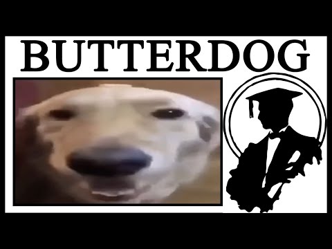 Why Is Butterdog Important?