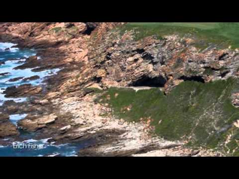 Conservation Efforts Needed For Declining Shark Numbers - The Daily Orbit