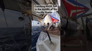 Download lagu Deep sea fishing! Wahoo 🎣 #oceansailing #boat #gosailing #sailingadventure mp3