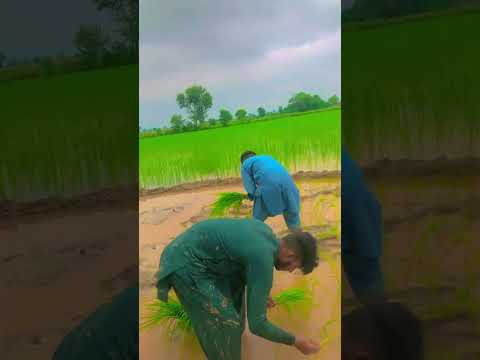 New video munji lagry huya #song #pando