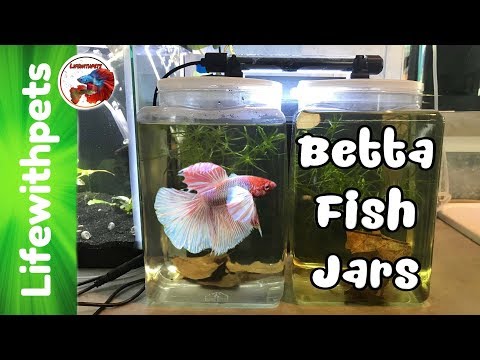 Setting up One Gallon Betta Fish Jars.