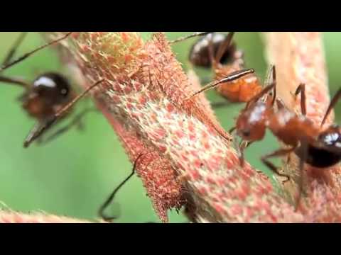 オウシツノゼミの幼虫とアリ