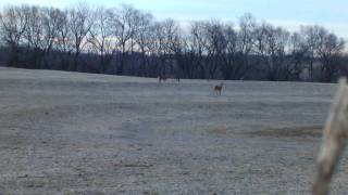 [HD] Deer hunting in NE Kansas w/ Savage VLP 25-06 at180 yards