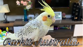 Download lagu Misao si burung parkit (falk) australia yg jinak dan pintar mp3