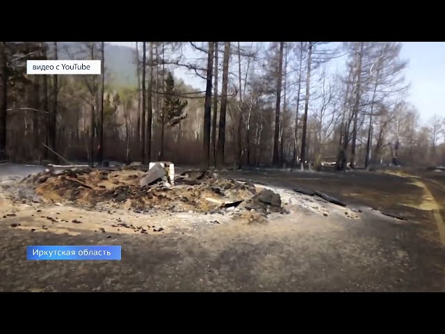 Волонтеры намерены восстановить 2,5 гектара сгоревшего леса на Байкале