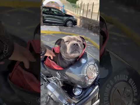 Ten Chłopak Zrobił Motocykl Dla Swojego Psa 😯❤️