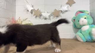 コーギーの動画01