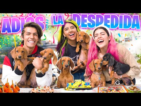 WE SAY GOODBYE TO ALL THE PUPPIES | POLYNESIAN VLOGS