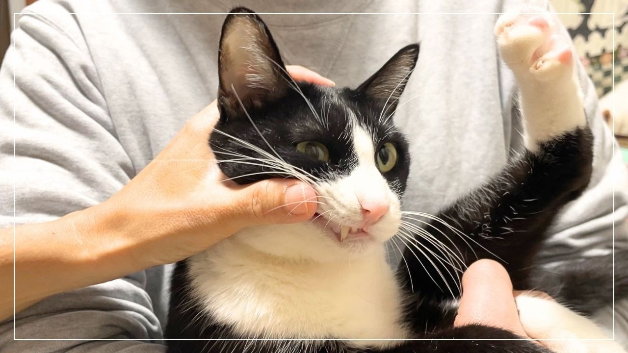 猫の歯磨き中に出血…動物病院に行った診察結果が意外すぎた