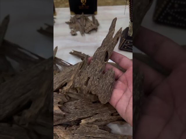 عود سيوفي فتنامي سوبر مرتفع ودبل