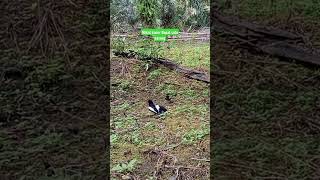 Download lagu mikat kacer ganas dapat satu pasang mp3