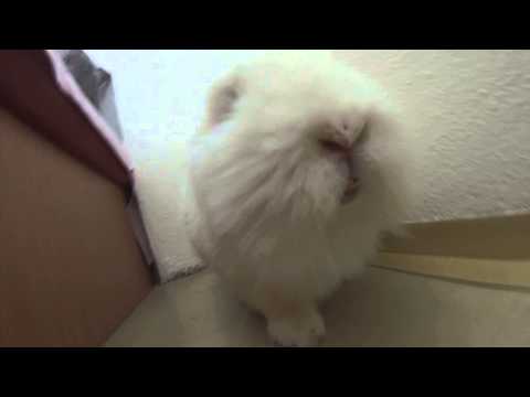 Bunny making funny angry noise