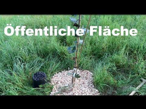 Guerilla-Baumpflanzung - Speierling und Elsbeere -