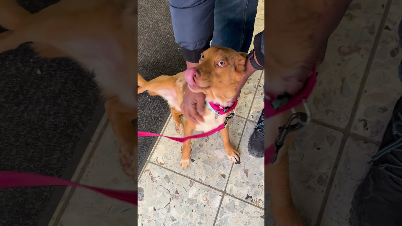 Wilderness, an adopted mixed breed in Ossining, NY video 6/6