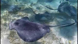 Swimming with the wild Stingrays 🇧🇿 (August 1,2025) Day 17 Days