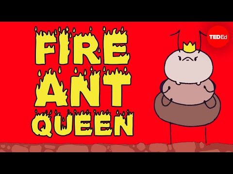Mating frenzies, sperm hoards, and brood raids: the life of a fire ant queen - Walter R. Tschinkel