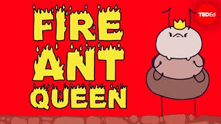 Mating frenzies, sperm hoards, and brood raids: the life of a fire ant queen - Walter R. Tschinkel
