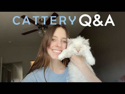 Cattery Q&A! What is a cattery? Find out here!