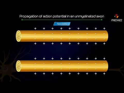 Propagation of action potential in an unmyelinated axon - Animated medical physiology