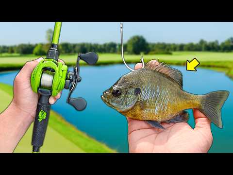 LIVE BAIT Fishing for Big Bass!