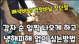 감자 순 빨리 나오게 하고 냉해피해 없게 심는방법!  #감자심는방법 #potato  #감자냉해피해없게심는방법…